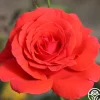 Heirloom Roses Fragrant Cloud Outlet