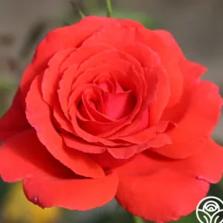 Heirloom Roses Fragrant Cloud Outlet