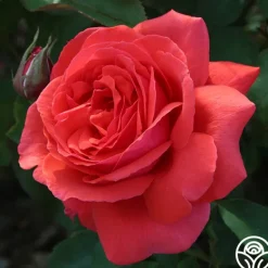 Heirloom Roses Fragrant Cloud Outlet