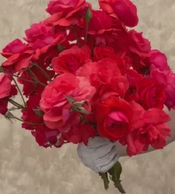 Heirloom Roses Fragrant Cloud Outlet