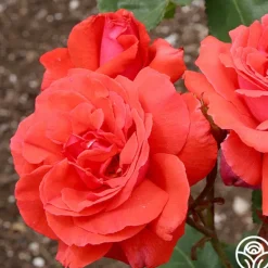 Heirloom Roses Fragrant Cloud Outlet