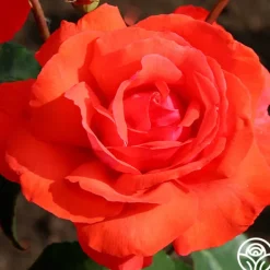 Heirloom Roses Fragrant Cloud Outlet