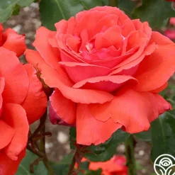 Heirloom Roses Fragrant Cloud Outlet