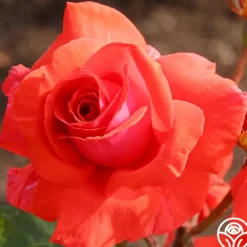 Heirloom Roses Fragrant Cloud Outlet