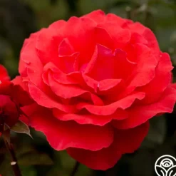 Heirloom Roses Fragrant Cloud Outlet
