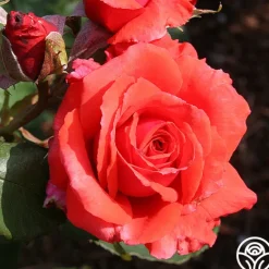 Heirloom Roses Fragrant Cloud Outlet