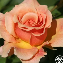 Heirloom Roses Fragrant Dream Clearance