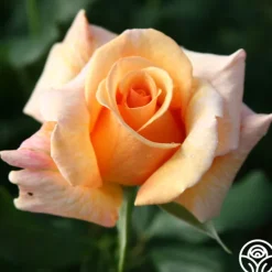 Heirloom Roses Fragrant Dream Clearance