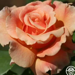 Heirloom Roses Fragrant Dream Clearance