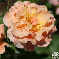 Heirloom Roses Fragrant Dream Clearance