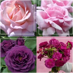 Heirloom Roses Fragrant Favorites Collection II Sale