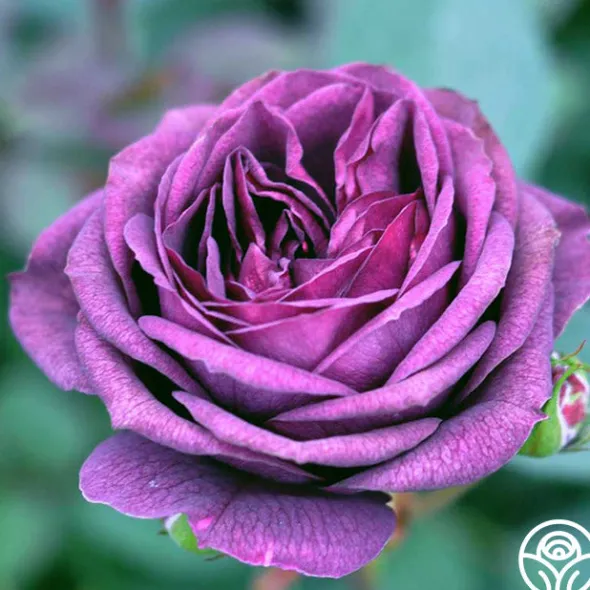 Heirloom Roses Fragrant Favorites Collection II Sale