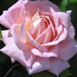 Heirloom Roses Fragrant Favorites Collection II Sale