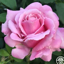 Heirloom Roses Fragrant Favorites Collection II Sale