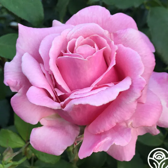 Heirloom Roses Fragrant Favorites Collection II Sale
