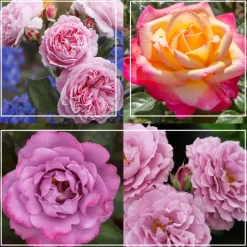Heirloom Roses Fragrant Favorites Collection Sale