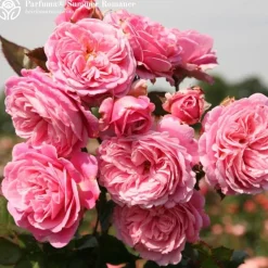 Heirloom Roses Fragrant Favorites Collection Sale