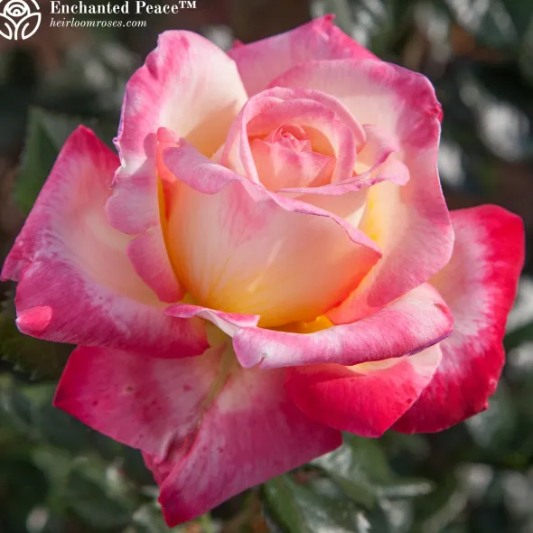 Heirloom Roses Fragrant Favorites Collection Sale