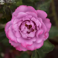 Heirloom Roses Fragrant Favorites Collection Sale