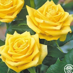 Heirloom Roses Fragrant Gold Hot