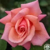 Heirloom Roses Fragrant Hour Outlet