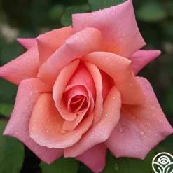 Heirloom Roses Fragrant Hour Outlet
