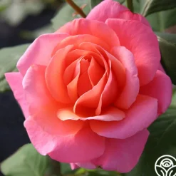 Heirloom Roses Fragrant Hour Outlet