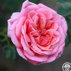Heirloom Roses Fragrant Hour Outlet