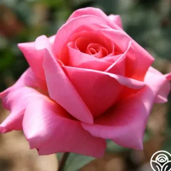 Heirloom Roses Fragrant Hour Outlet