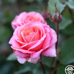 Heirloom Roses Fragrant Hour Outlet