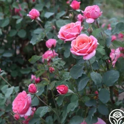 Heirloom Roses Fragrant Hour Outlet