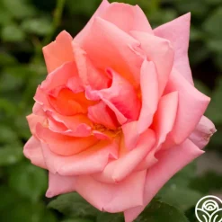 Heirloom Roses Fragrant Hour Outlet