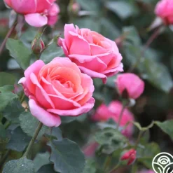 Heirloom Roses Fragrant Hour Outlet