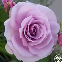 Heirloom Roses Fragrant Lavender Simplicity® Sale