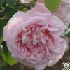 Heirloom Roses Fragrant Masterpiece™ Discount