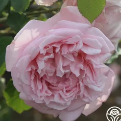 Heirloom Roses Fragrant Masterpiece™ Discount