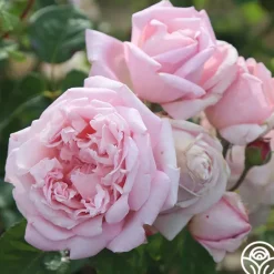 Heirloom Roses Fragrant Masterpiece™ Discount