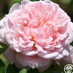 Heirloom Roses Fragrant Masterpiece™ Discount