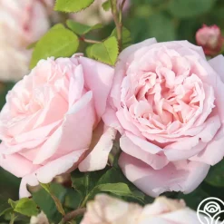 Heirloom Roses Fragrant Masterpiece™ Discount