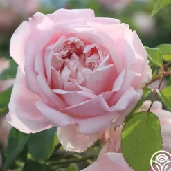 Heirloom Roses Fragrant Masterpiece™ Discount