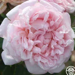 Heirloom Roses Fragrant Masterpiece™ Discount
