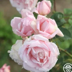 Heirloom Roses Fragrant Masterpiece™ Discount