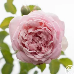 Heirloom Roses Fragrant Masterpiece™ Discount