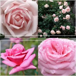 Heirloom Roses Fragrant Pink Climber Collection II Online