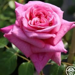 Heirloom Roses Fragrant Pink Climber Collection II Online