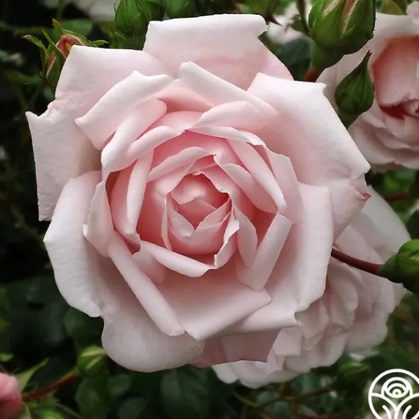 Heirloom Roses Fragrant Pink Climber Collection II Online