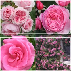 Heirloom Roses Fragrant Pink Climber Collection Best