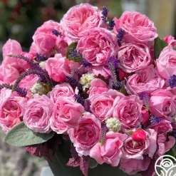 Heirloom Roses Fragrant Pink Climber Collection Best