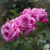 Heirloom Roses Fragrant Plum New