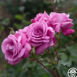 Heirloom Roses Fragrant Plum New